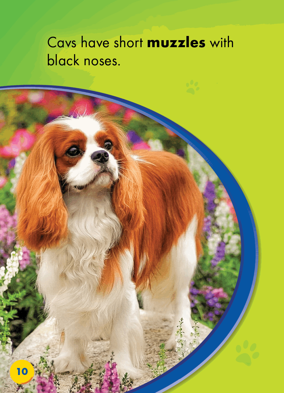 Cavalier King Charles Spaniels - photo 40