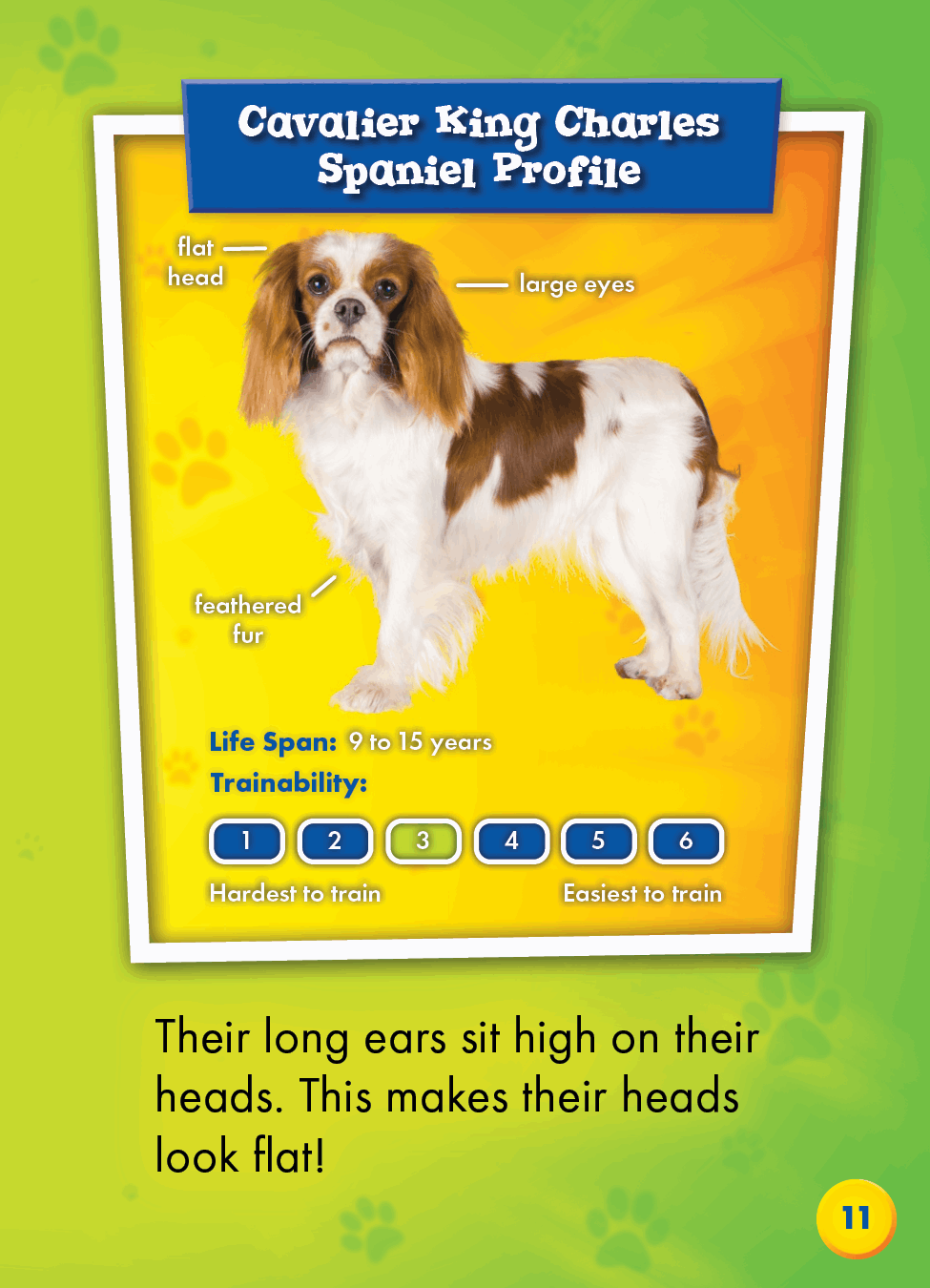 Cavalier King Charles Spaniels - photo 44