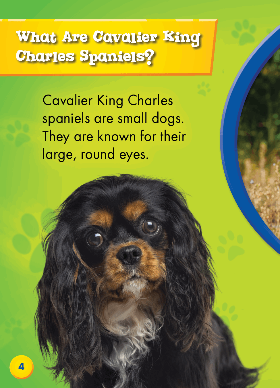 Cavalier King Charles Spaniels - photo 16