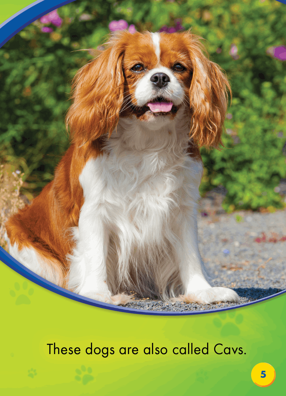 Cavalier King Charles Spaniels - photo 20