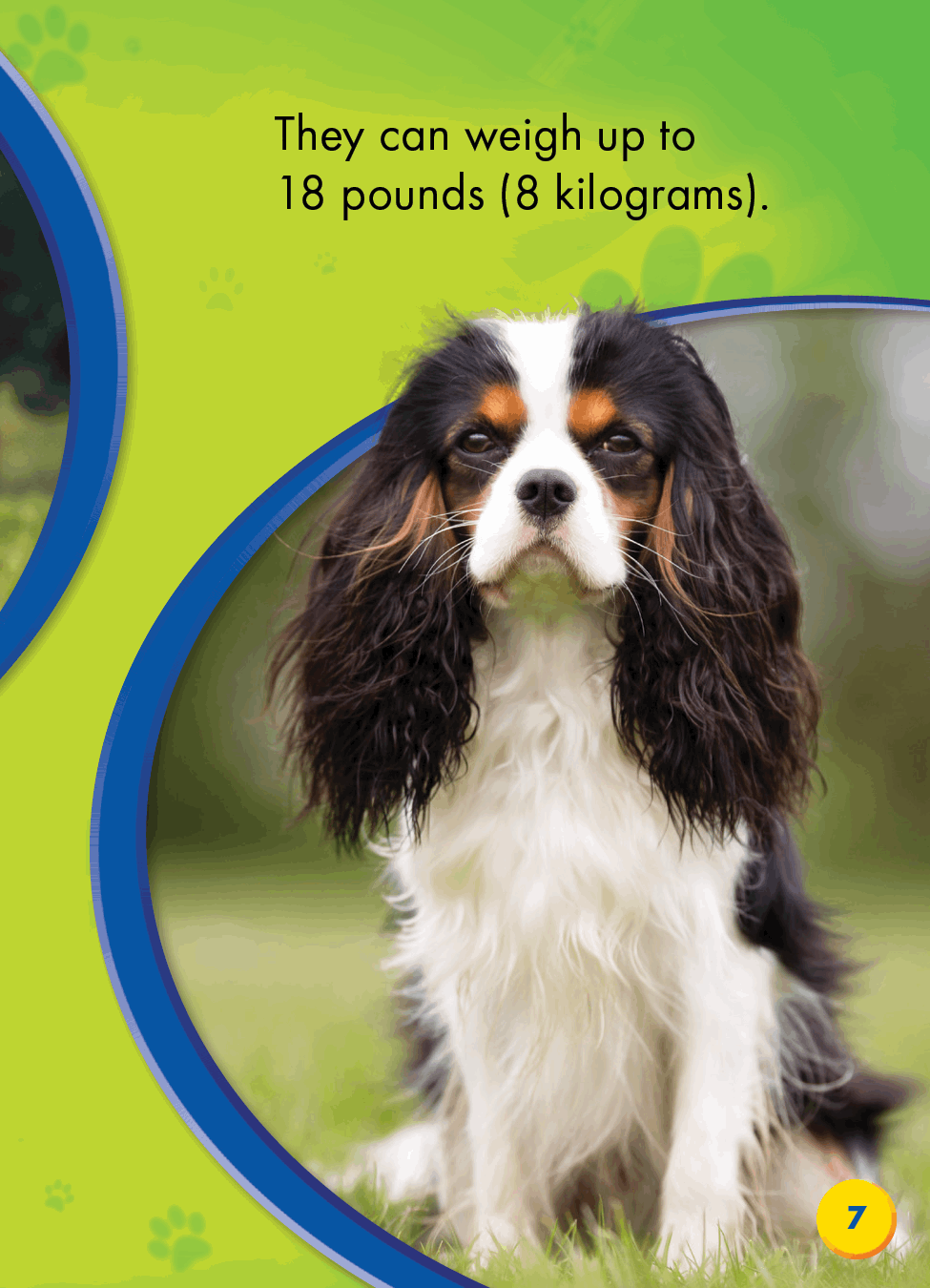 Cavalier King Charles Spaniels - photo 28