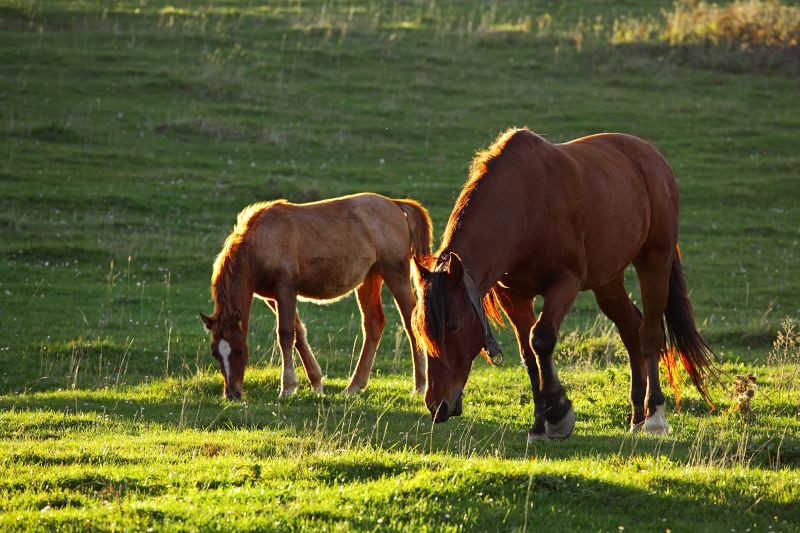 A typical day for horses Horses Equus ferus caballus are among the finest - photo 2