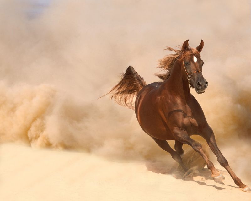 Many equestrians favor Arabian horses as they are not difficult to handle - photo 12