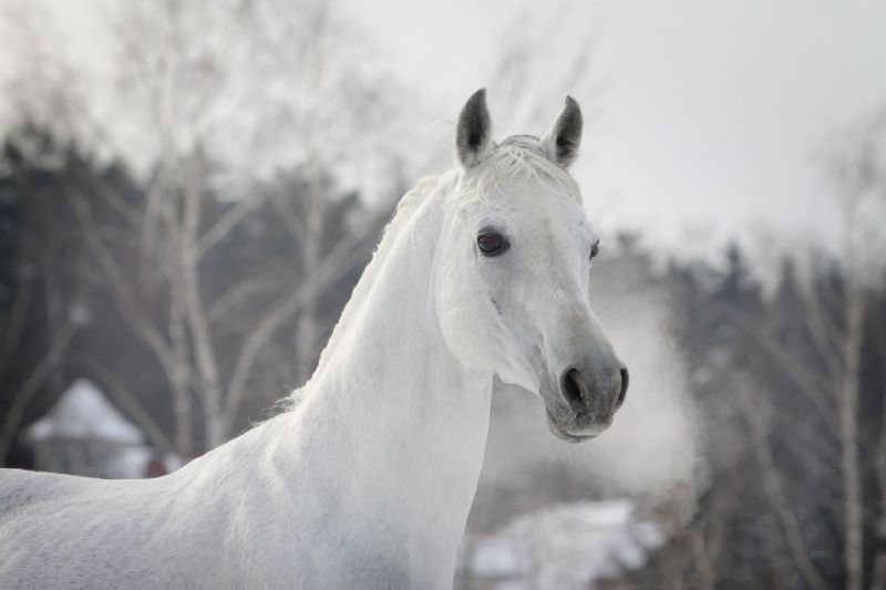 White Arabian in Winter FERAL HORSES Feral horses usually inhabit empty - photo 13