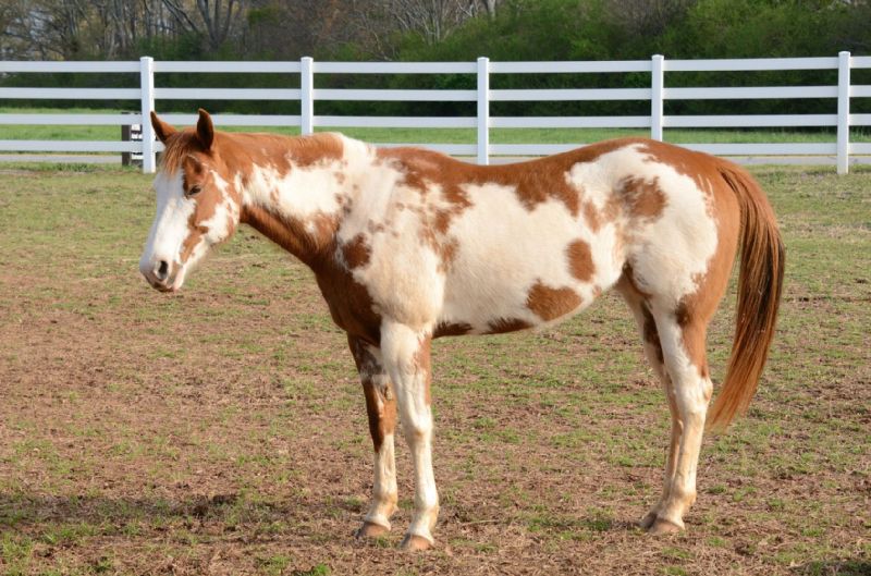 AMERICAN QUARTER HORSES American Quarter Horses have small well-muscled - photo 5