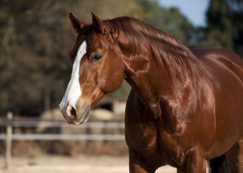 American Quarter Horses have small well-muscled bodies Alternative Names - photo 6