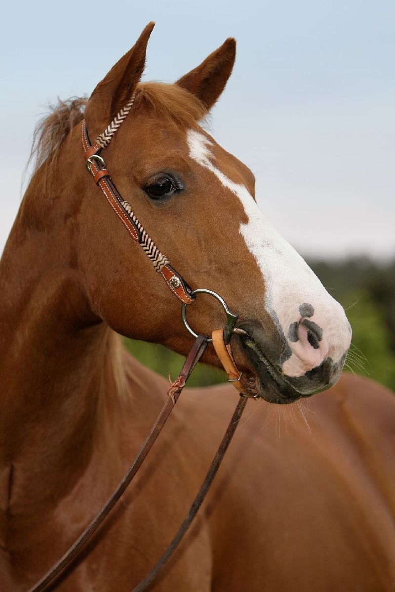 AMERICAN SADDLEBACK HORSES Equestrians consider American Saddleback horses - photo 7