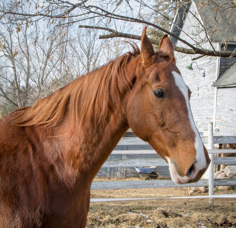 Equestrians consider American Saddleback horses as spirited and gentle animals - photo 8