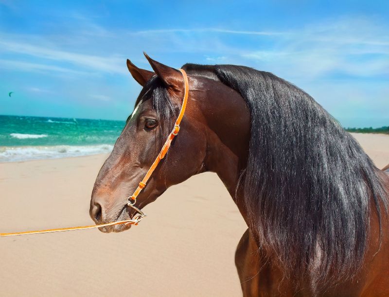 APPALOOSAS Appaloosas are beautiful horses famous for their leopard coats - photo 10