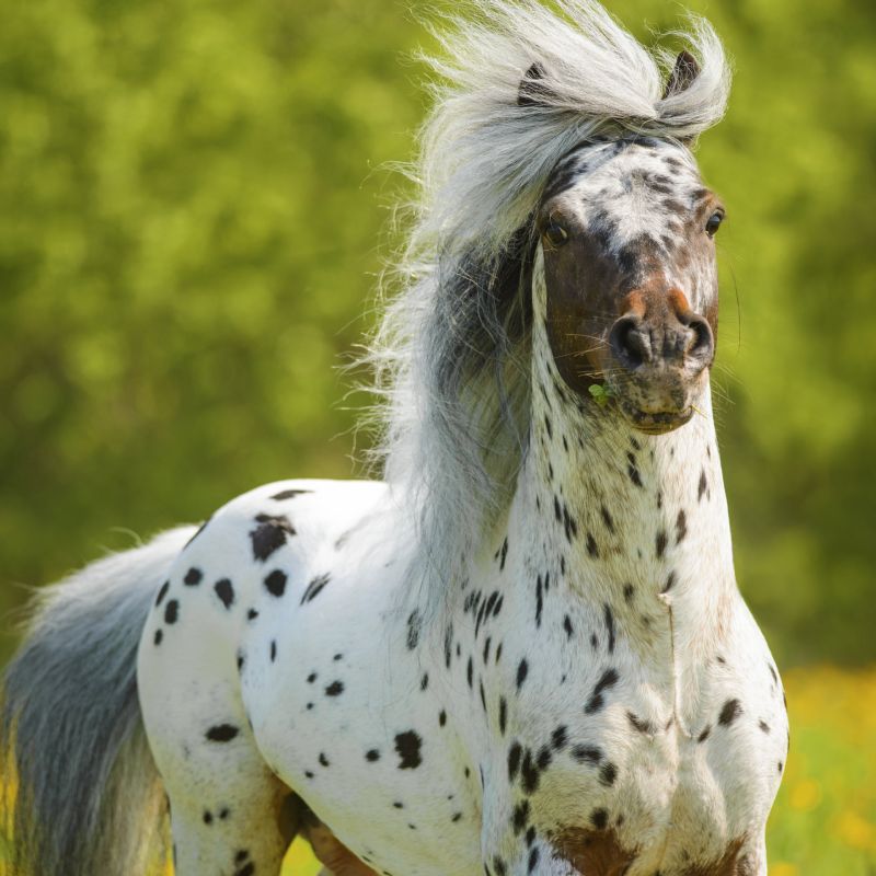 Appaloosas are beautiful horses famous for their leopard coats Alternative - photo 11