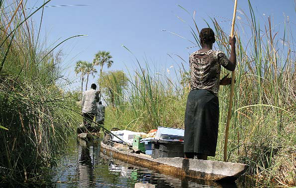 Men steer their slim boats called mokoro through the papyrus swamps of the - photo 2