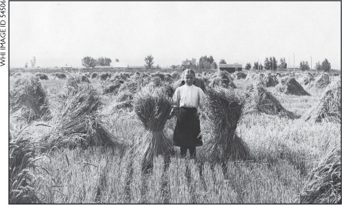 Like this young girl Belle grew up on a farm that produced crops such as wheat - photo 12