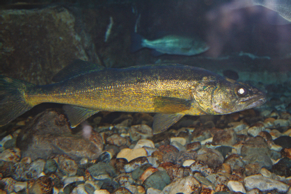 The largest member of the freshwater perch family walleyes are will-o-the-wisp - photo 4