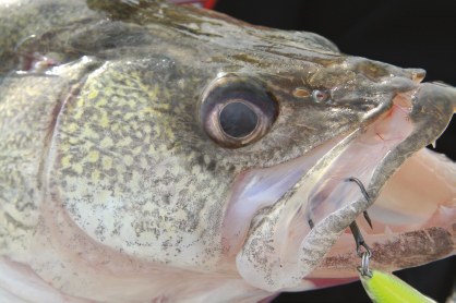 A walleyes eyes are well adapted to feeding in low-light conditions often - photo 5