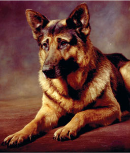 Image B Kurt still handsome as an old boy Image C Jet at the beach He - photo 2