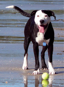 Image C Jet at the beach He had a habit of engulfing the entire head of one - photo 3