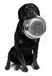 101 Natural Dog Food Treat Recipes to Make Your Dog Healthy and Happy - photo 1