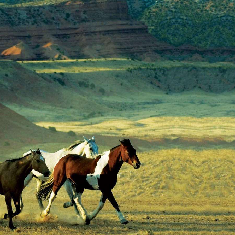 By the 1600s wild horses had spread over much of the American grasslands - photo 10