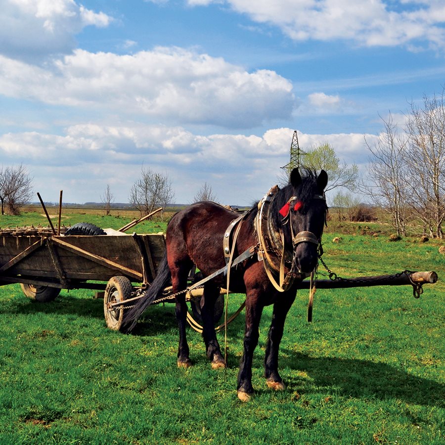 T he most accurate way to tell a horses age is by looking at its teeth and - photo 12