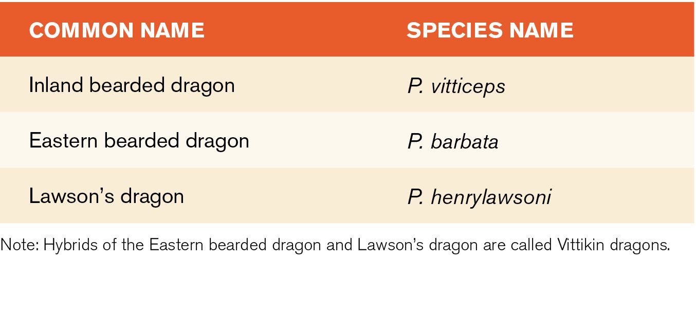 Two other types of bearded dragon are commercially bred in very small numbers - photo 6