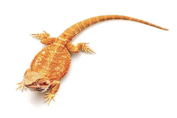 Inland bearded dragons have been called the perfect reptile petsfor good - photo 3