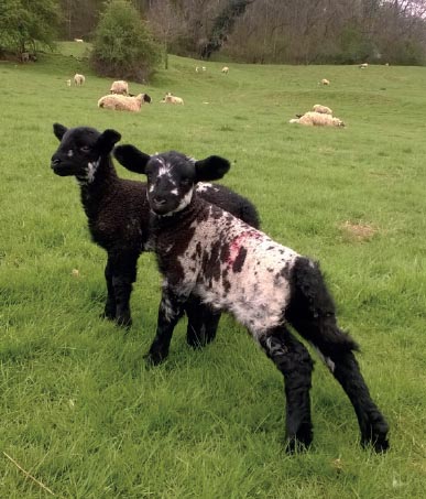 19th March Two black lambs full of mischief Gina Waggott 4th May A - photo 4