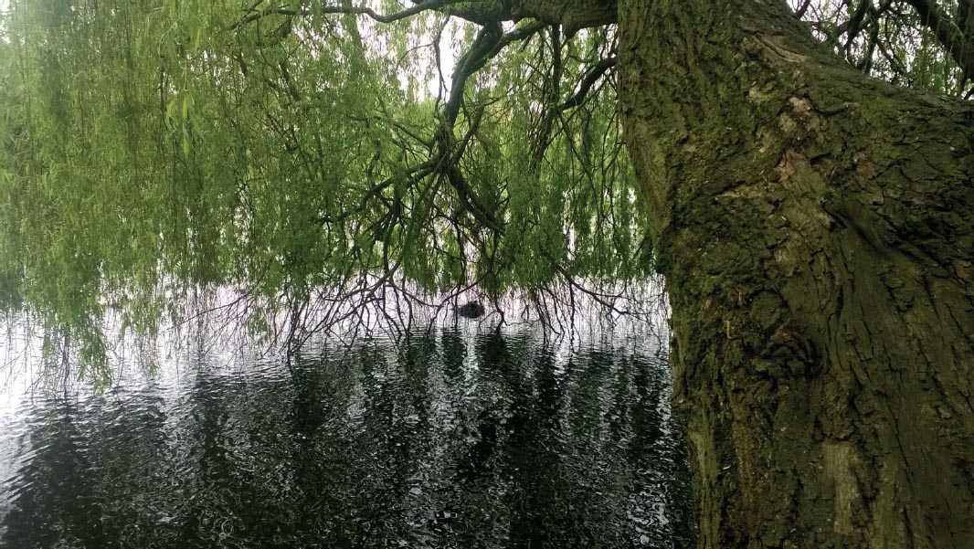 4th May A moorhens nest under a willow Gina Waggott 20th April A tree - photo 5