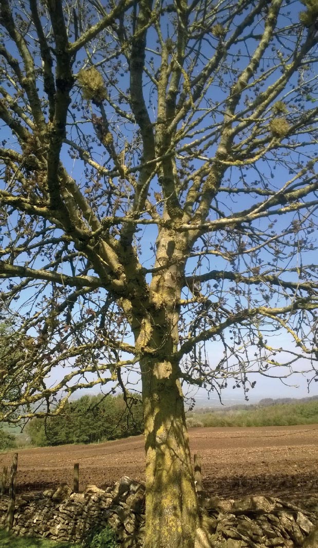 20th April A tree coming into bud Gina Waggott 20th April Fields of rape - photo 6