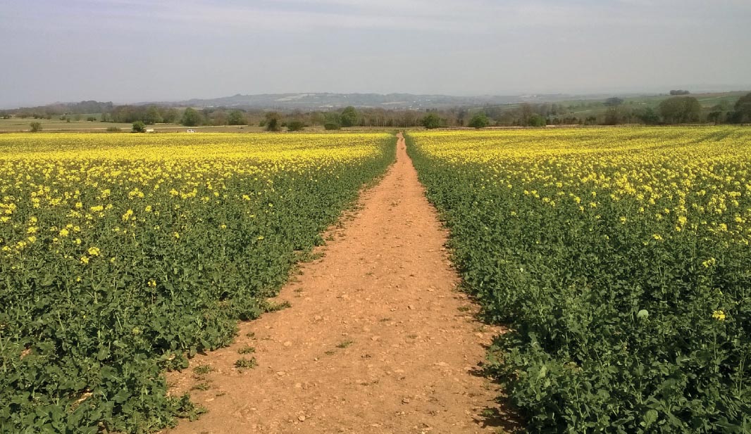 20th April Fields of rape on either side smelling of coconut Gina Waggott - photo 7