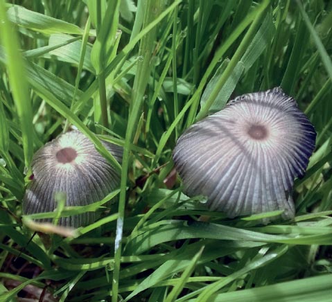 12th June Two mushrooms Parasola plicatilis Gina Waggott 6th May The - photo 9