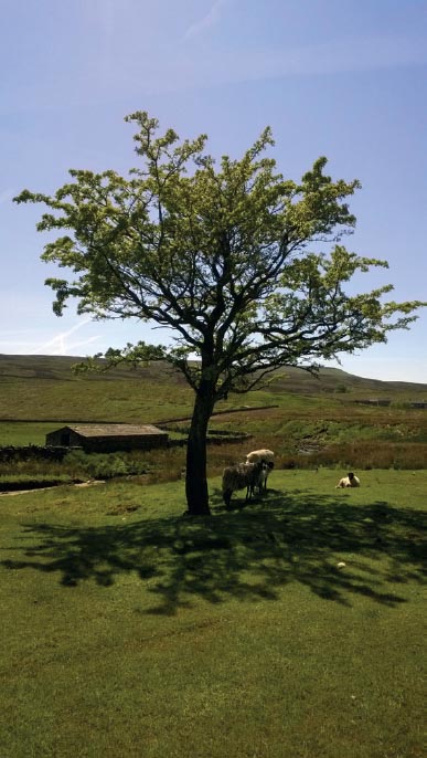 10th June So hot that the sheep seek shade Gina Waggott 28th May Public - photo 13