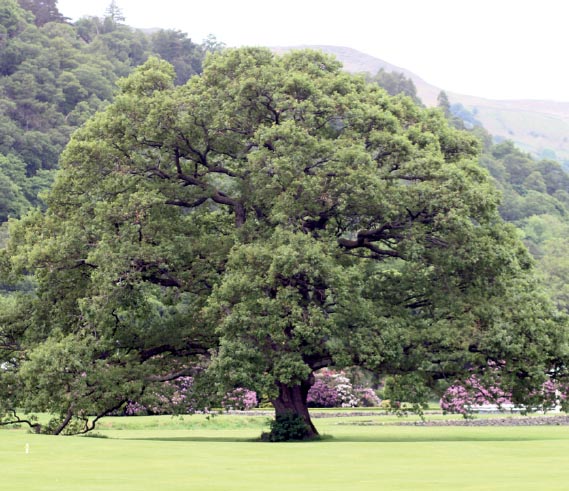 16th June A fine oak at Ullswater near Wordsworths daffodils Fabrice Fleurot - photo 17