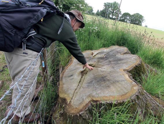 15th June Tree rings a century at a glance Fabrice Fleurot 12th June - photo 18