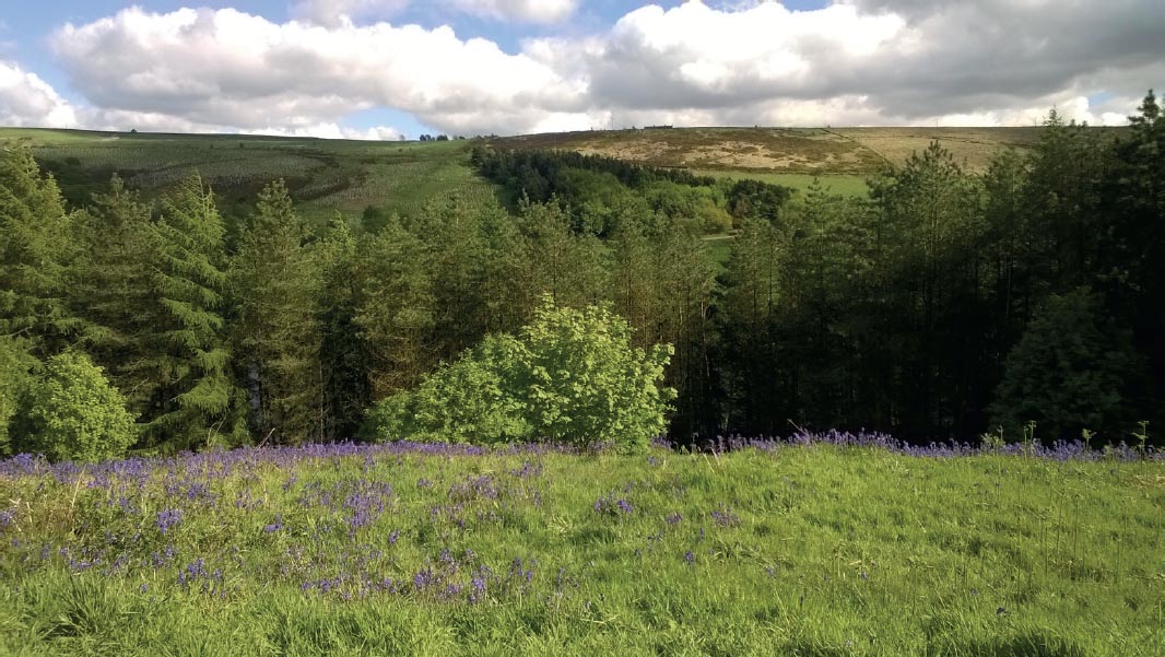 12th June The last of the bluebells Gina Waggott 7th June Lady Annes - photo 19