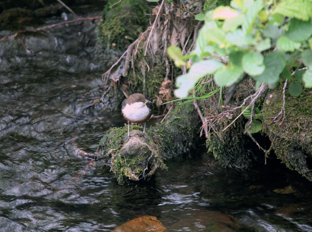 15th June We spot a dipper in the stream Fabrice Fleurot 7th May Ducks - photo 21