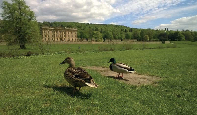 7th May Ducks at Chatsworth Gina Waggott 16th June Foxgloves contain - photo 22