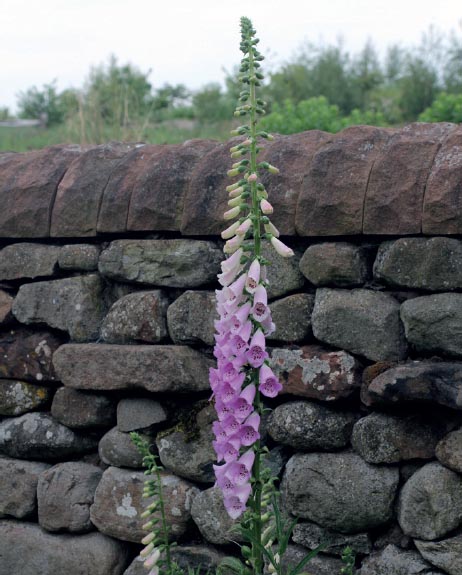 16th June Foxgloves contain heart medicine Fabrice Fleurot 16th June - photo 23