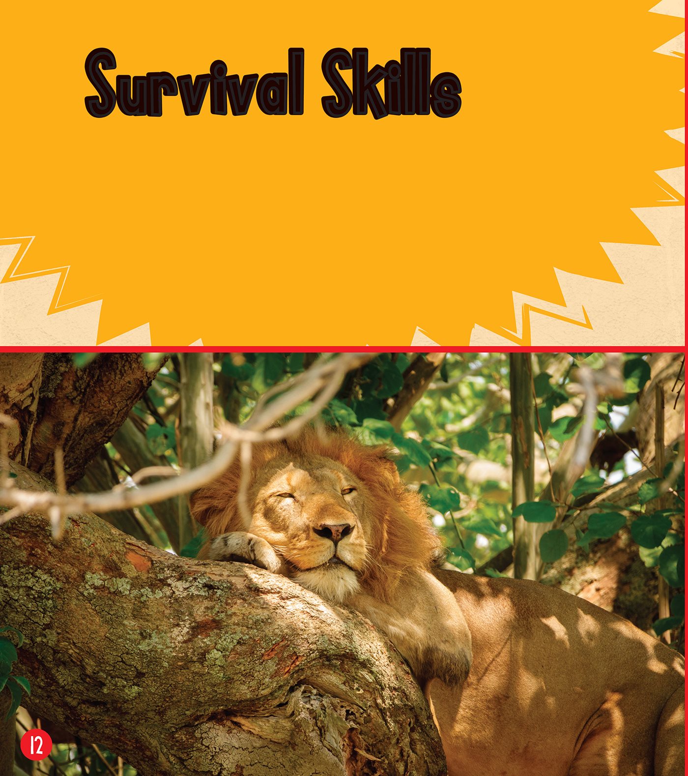 Survival Skills Lions are often called lazy They rest between meals to - photo 13