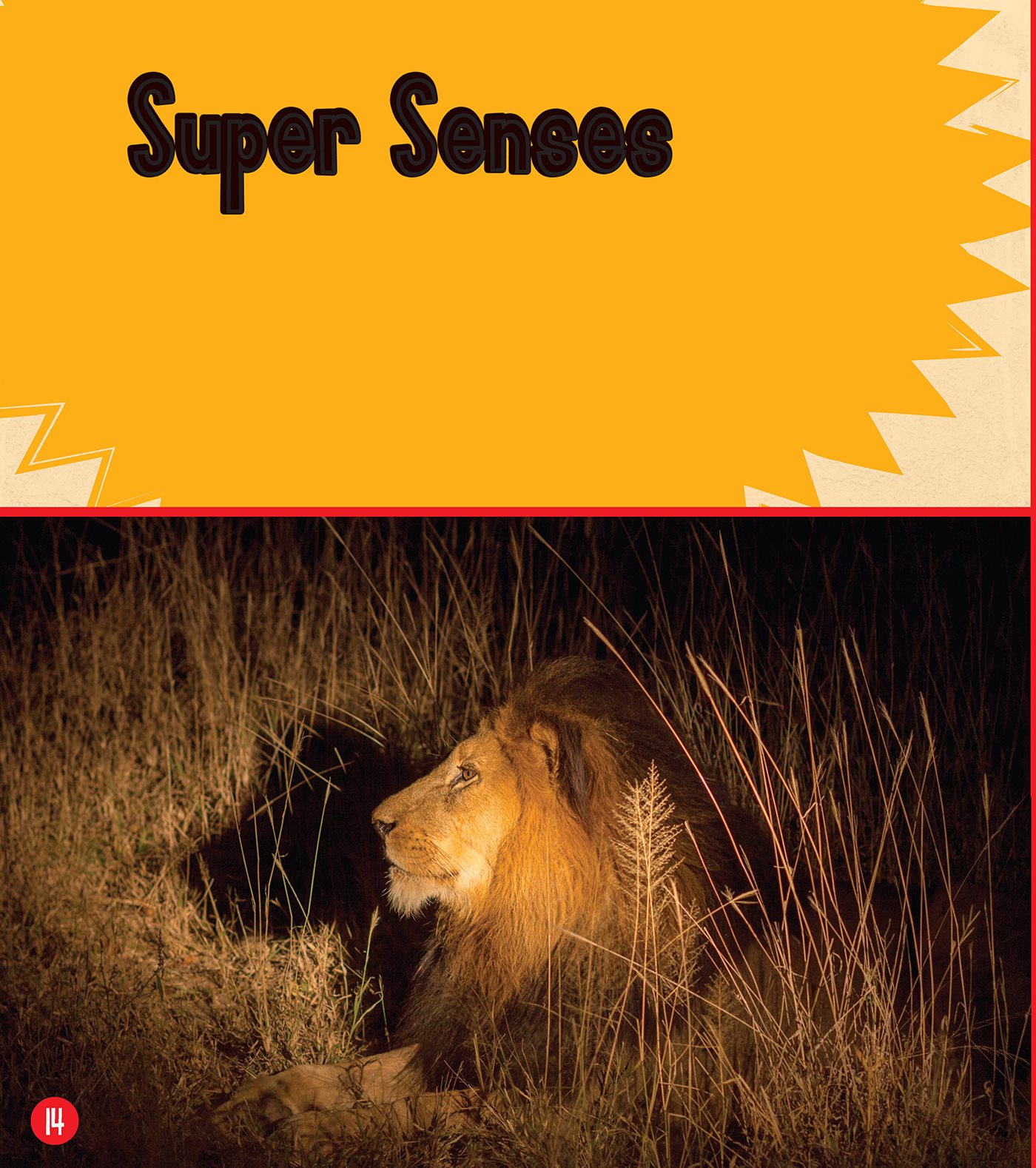 Super Senses A lion has fantastic eyesight It can spot prey far across the - photo 15