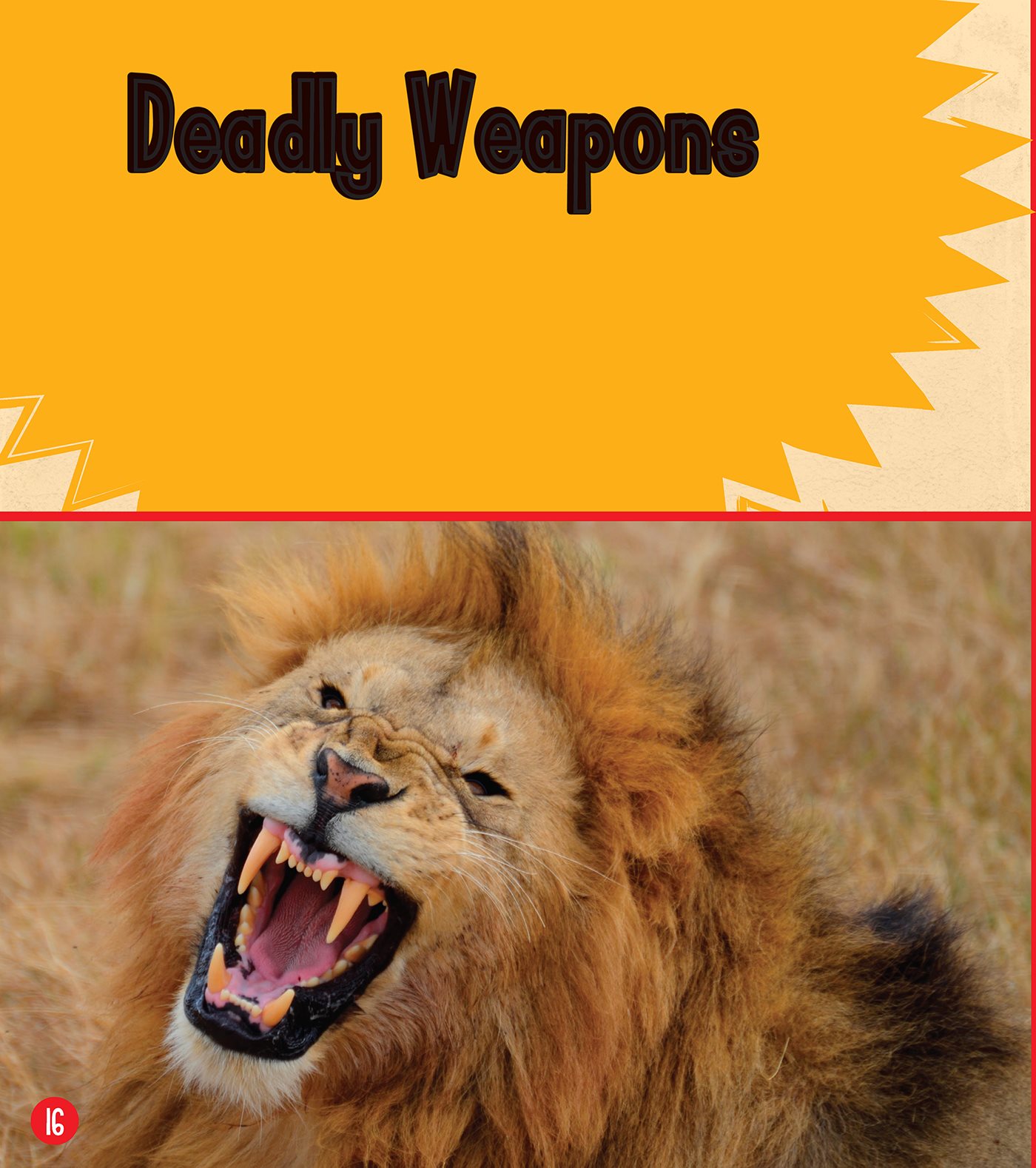 Deadly Weapons A lions bite is times stronger than the bite of a house cat - photo 17