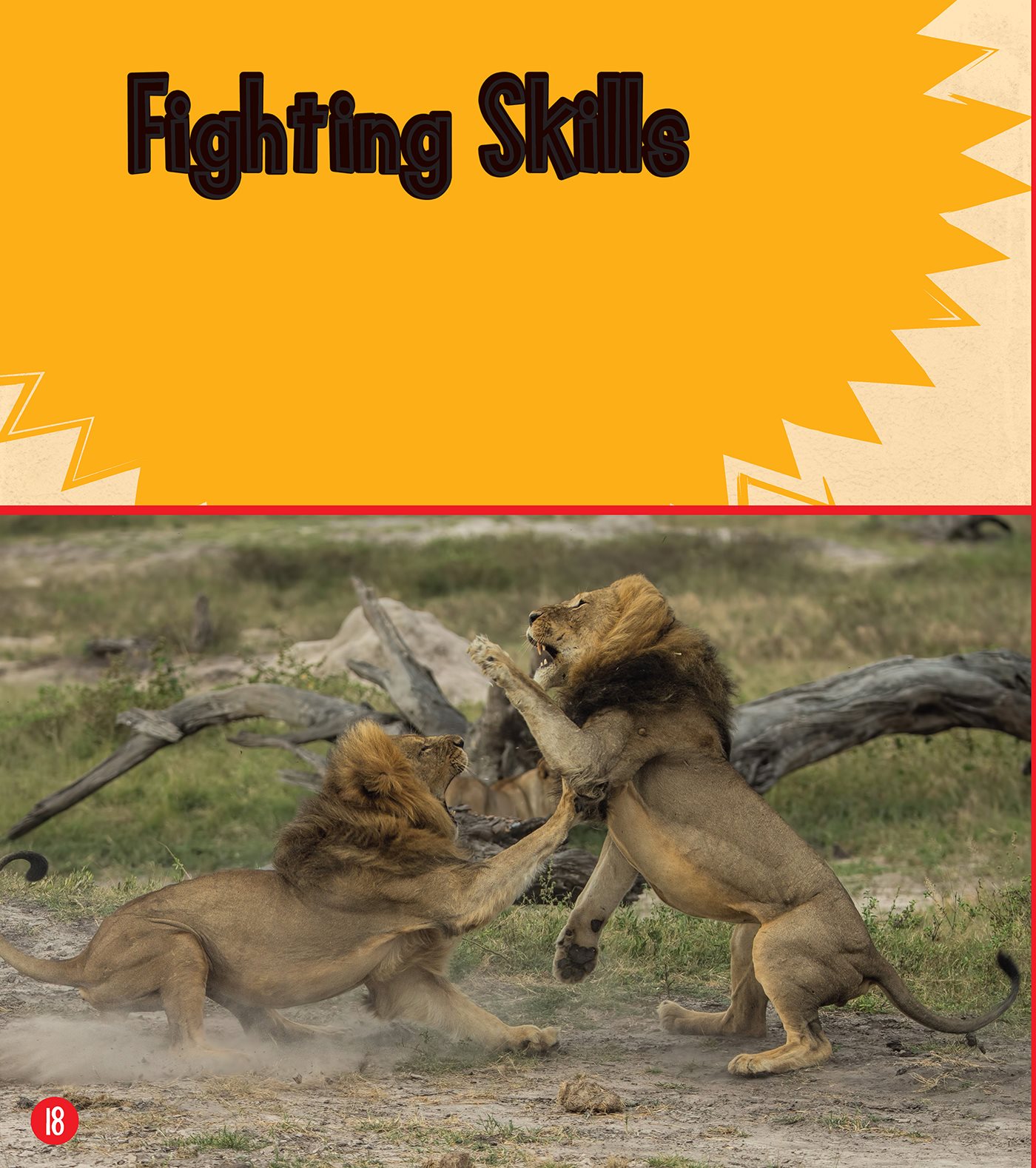 Fighting Skills A male lion will fight to scare off other males or to stop - photo 19