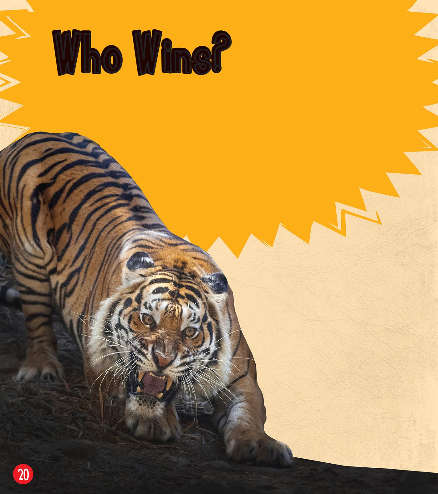 Who Wins What would happen if a lion faced off against a tiger The - photo 21