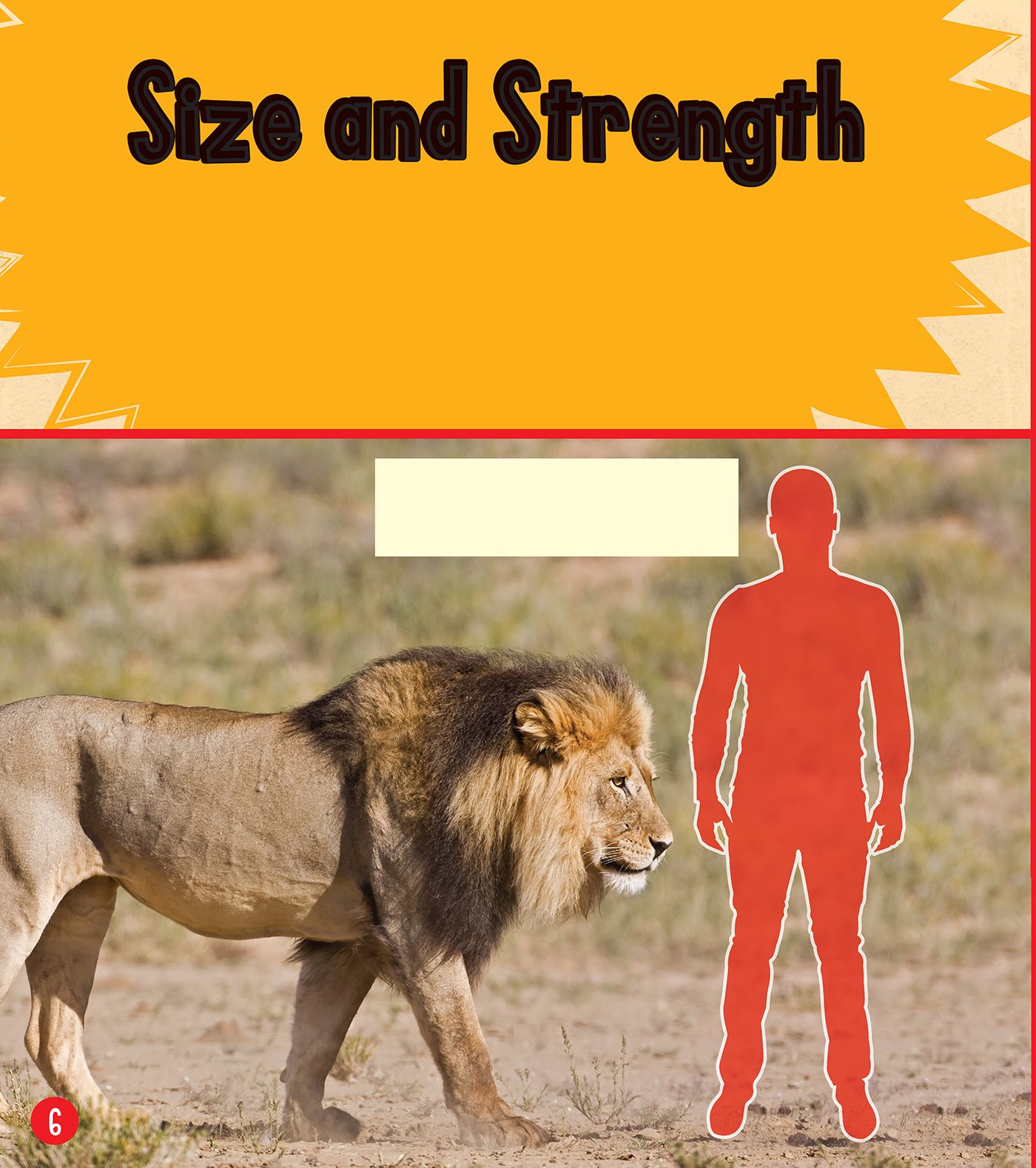 Size and Strength A lion has powerful shoulder for grabbing its prey A - photo 7