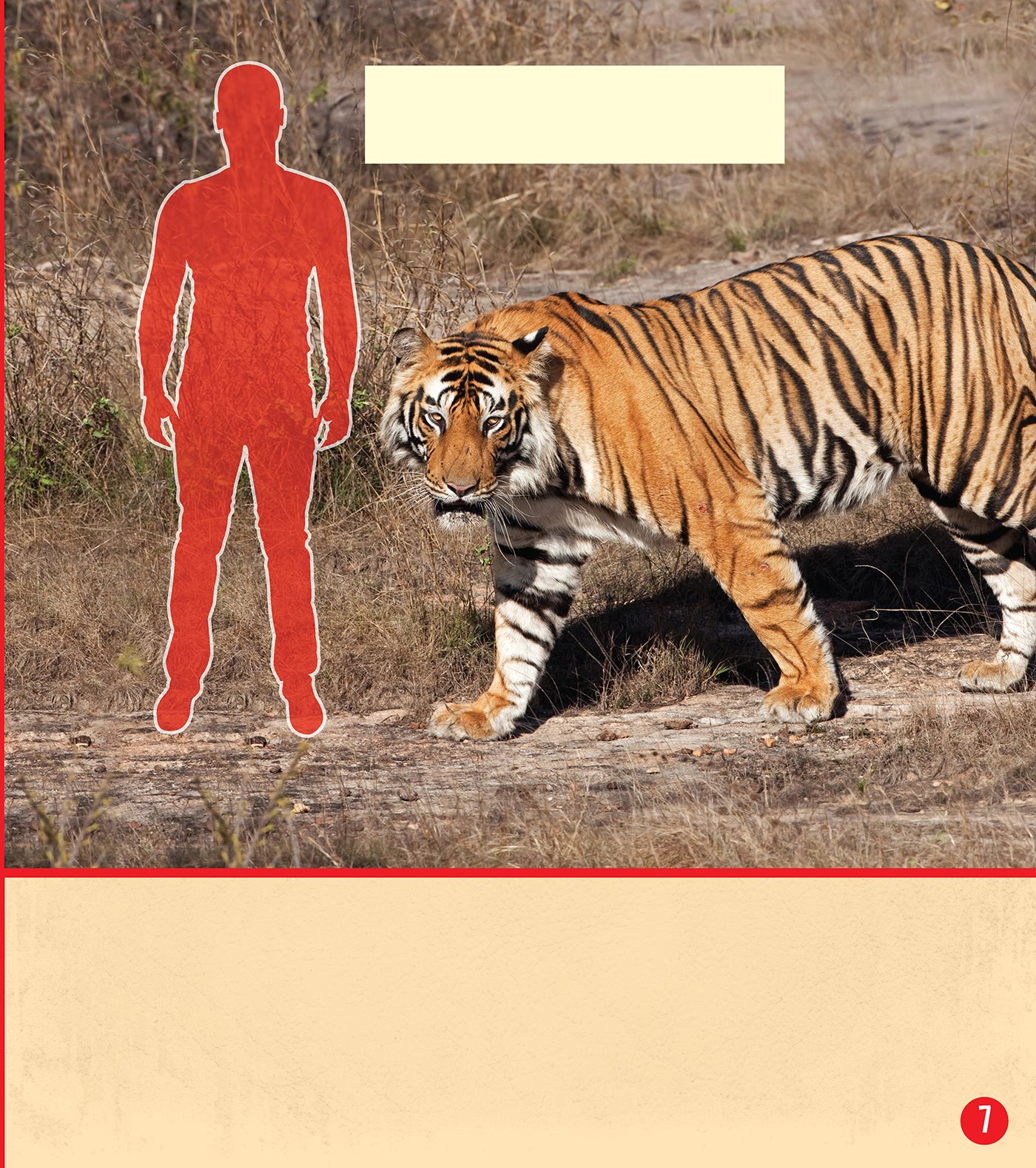 This is how tall a tiger is next to a human A tiger weighs as much as - photo 8