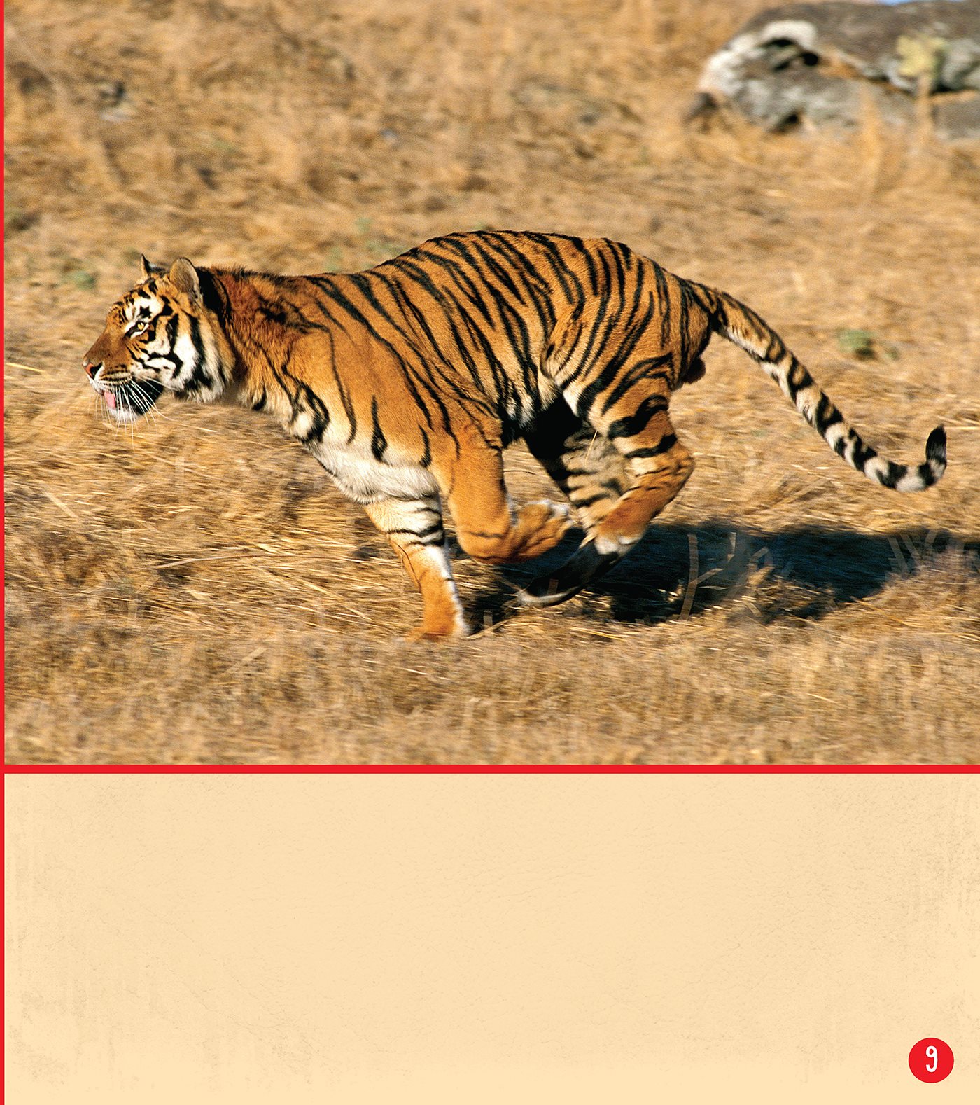 A Bengal tiger is not as fast as an African lion It also cannot run for - photo 10