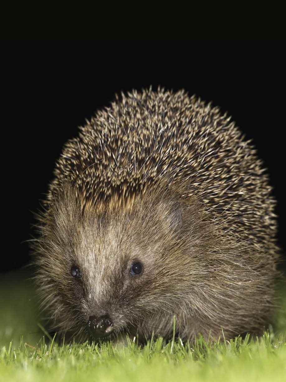 H edgehogs are not your typical pet These interesting and unusual nocturnal - photo 6