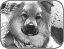 A few years back we lost our beloved pet dog Bear who was not only our best - photo 2