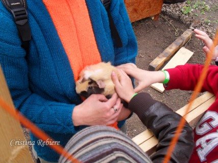 A small guide that will not only teach you how to care for your guinea pig but - photo 2