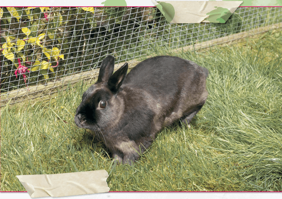 The run needs a strong wire mesh fence and roof so that I cant escape and - photo 27