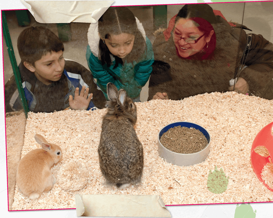 Animal shelters often have rabbits that need a good home You can also buy - photo 6